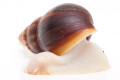 Lissachatina fulica A albino body semiadult, 6cm